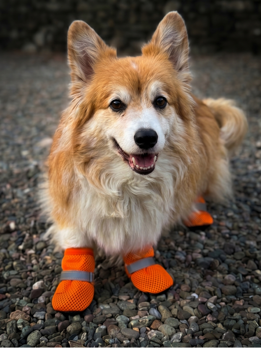 Non-Slip Breathable Dog Shoes for Small and Medium Dogs